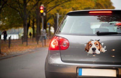 Hopeful Beagle Decals