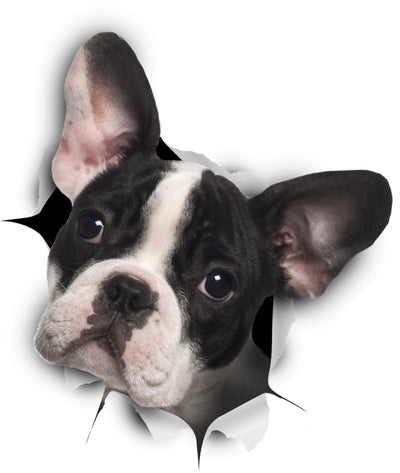 Black & White French Bulldog Decals