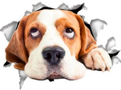 Hopeful Beagle Decals