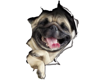 Laughing Pug Decals