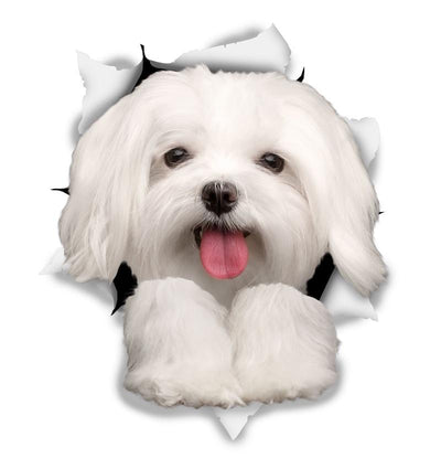 Cute Maltese Decals
