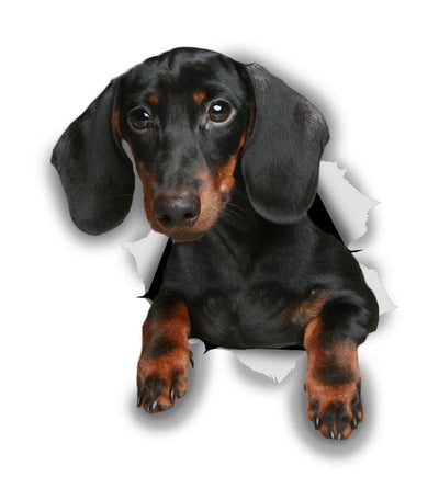 Black Dachshund Decals