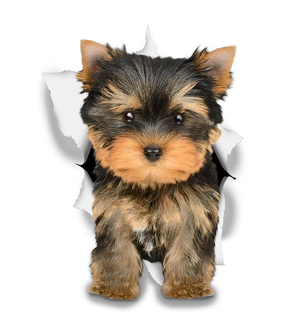 Adorable Yorkie Decals - Yorkshire Terrier