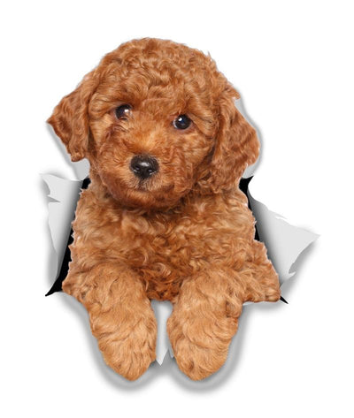 Red Poodle Decals