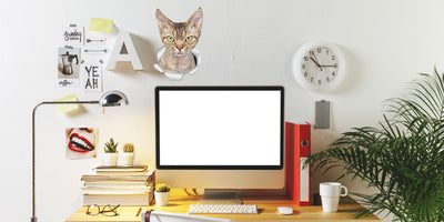 Grumpy Rex Cat Decals