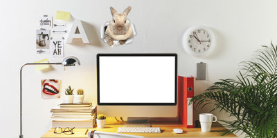 Rascally Rabbit Decals