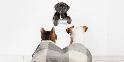 Adorable Boxer Dog Decals