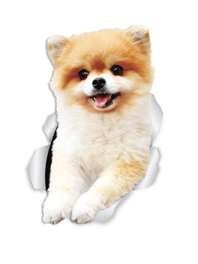 Funny Pomeranian Decals