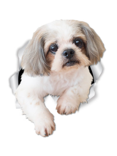 Curious Shih tzu Decals