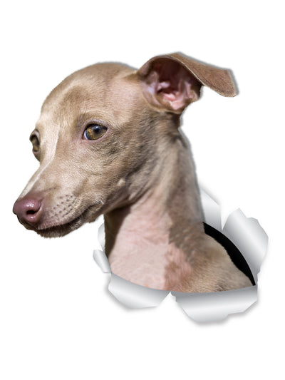 Cute Greyhound Decals