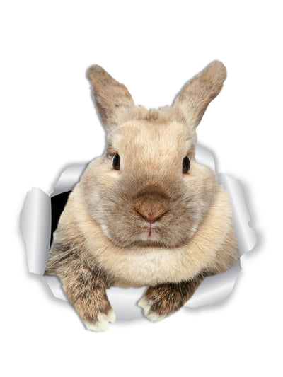 Rascally Rabbit Decals