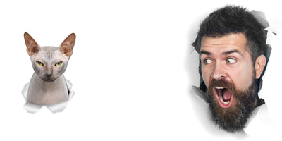 Grumpy Sphynx Cat Decals.