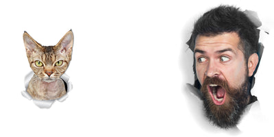 Grumpy Rex Cat Decals