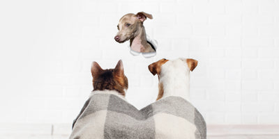 Cute Greyhound Decals