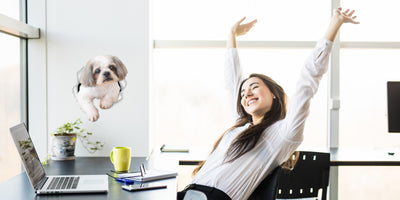 Curious Shih tzu Decals