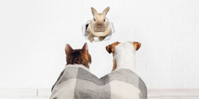 Rascally Rabbit Decals