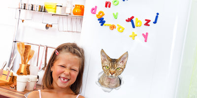 Grumpy Rex Cat Decals