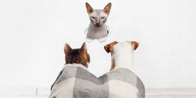 Grumpy Sphynx Cat Decals.