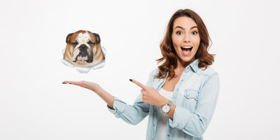 Funny Bulldog Decals