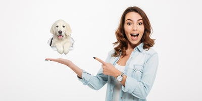 Gorgeous Golden Retriever Decals