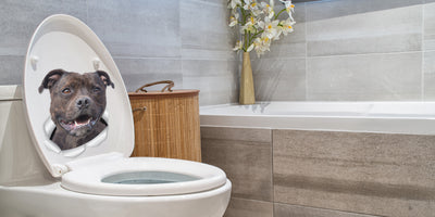 Happy Staffie Decals