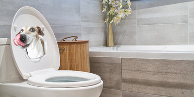 Hungry Jack Russell Decals