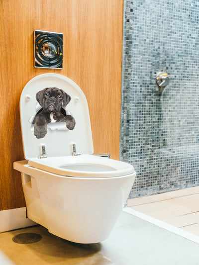 Adorable Boxer Dog Decals