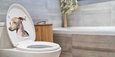 Cute Greyhound Decals