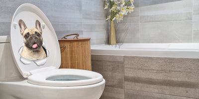 Loveable French Bulldog Decals