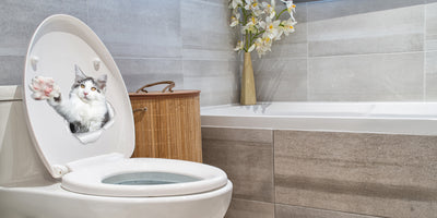 Reaching Maine Coon Cat Decals