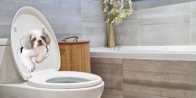 Curious Shih tzu Decals