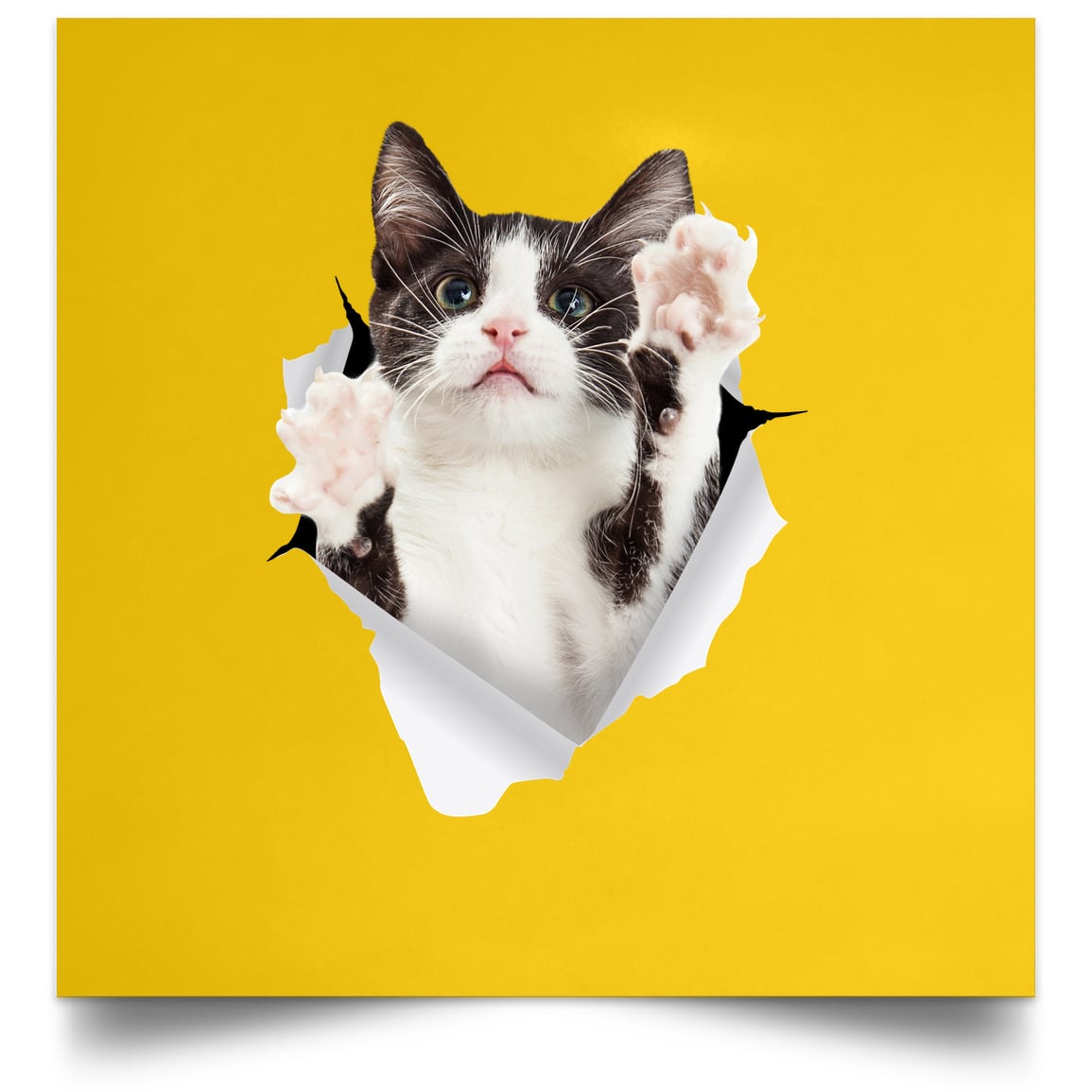 Black & White Cat Reaching - Athletic Gold POSSQE Satin Square Poster
