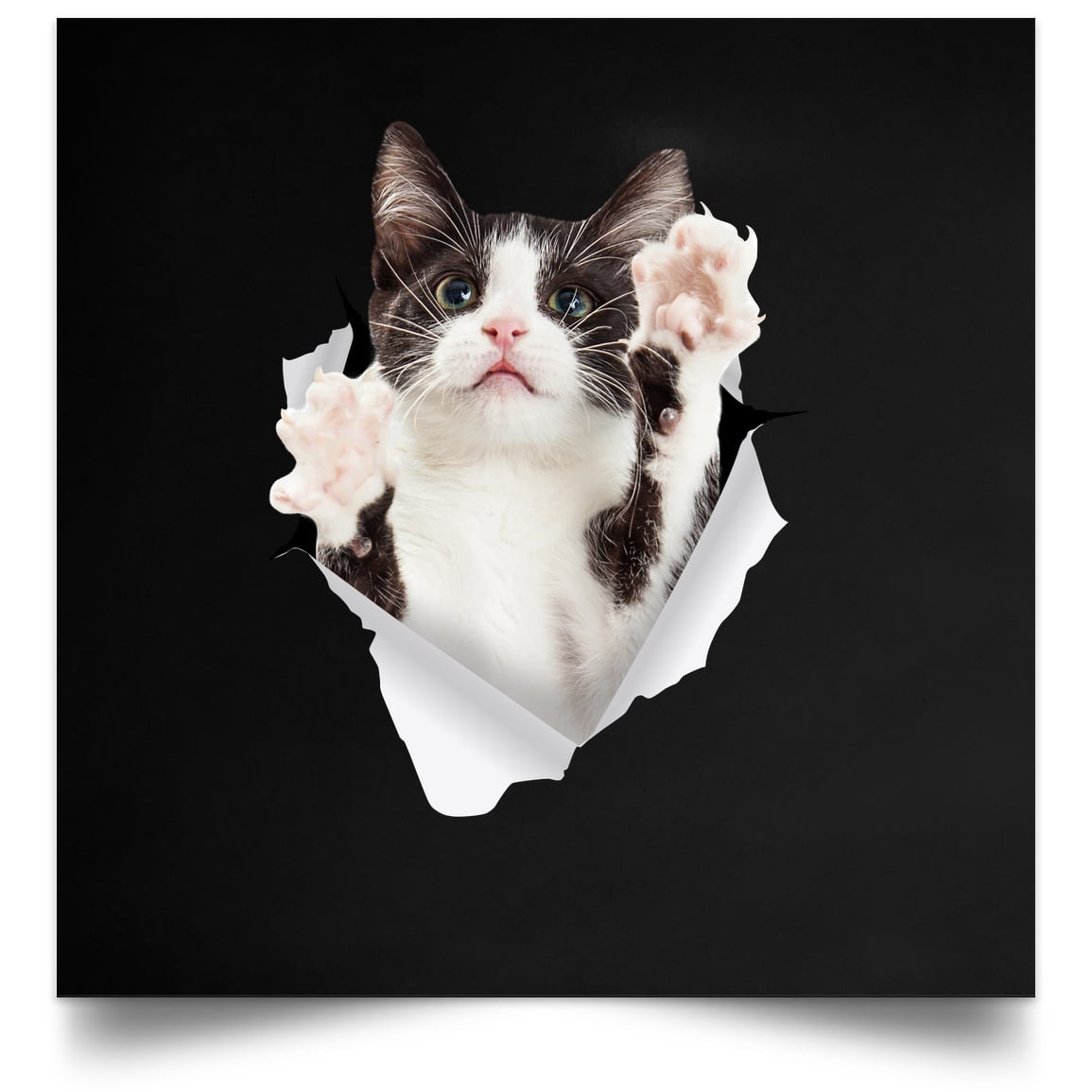 Black & White Cat Reaching - Black POSSQE Satin Square Poster