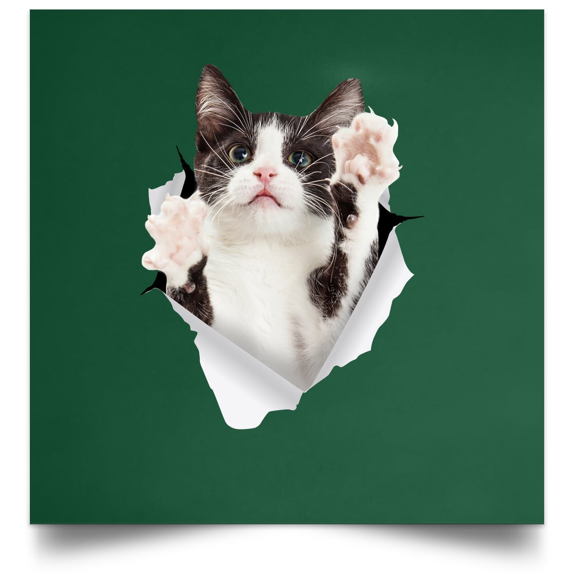 Black & White Cat Reaching - Forest POSSQE Satin Square Poster