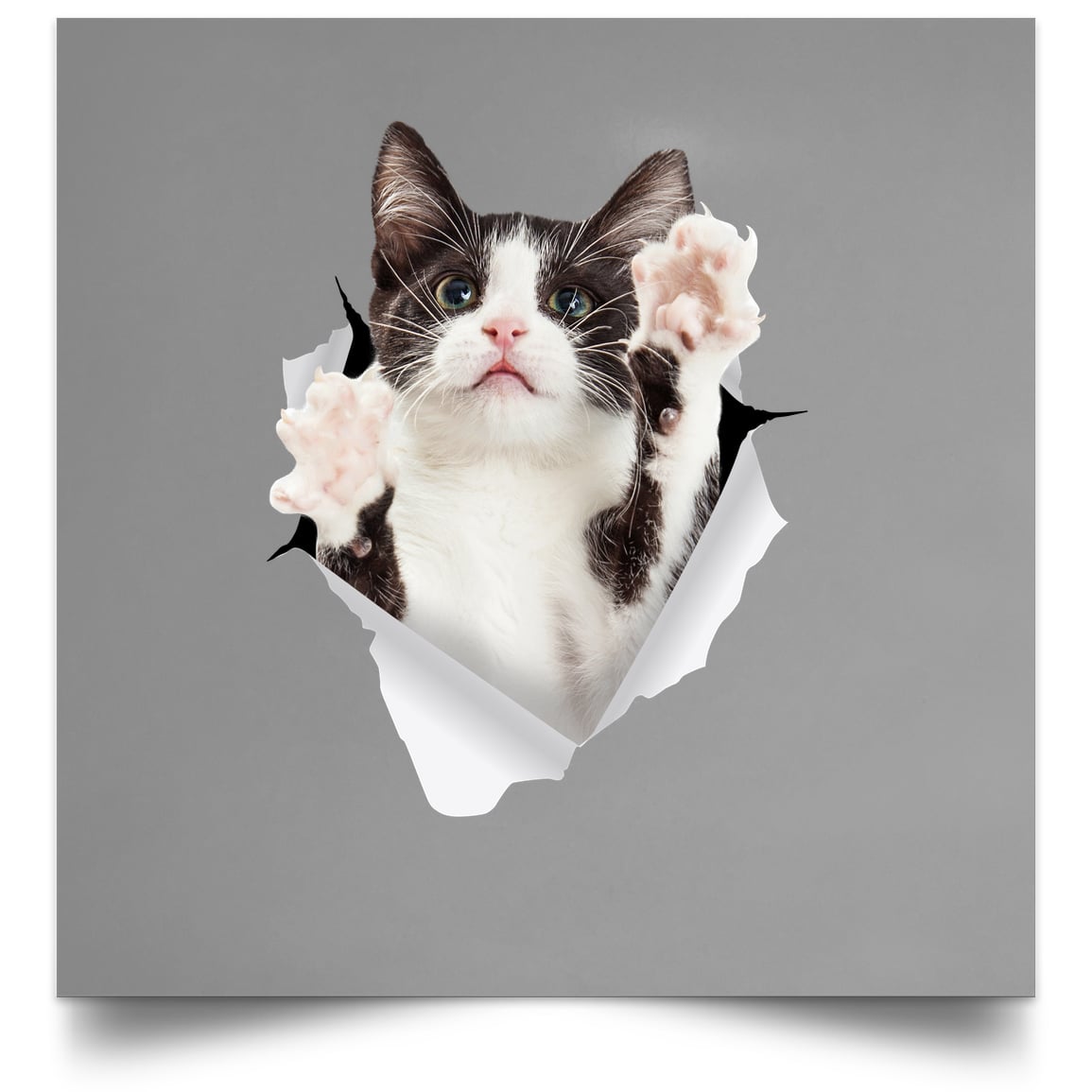 Black & White Cat Reaching - Grey POSSQE Satin Square Poster