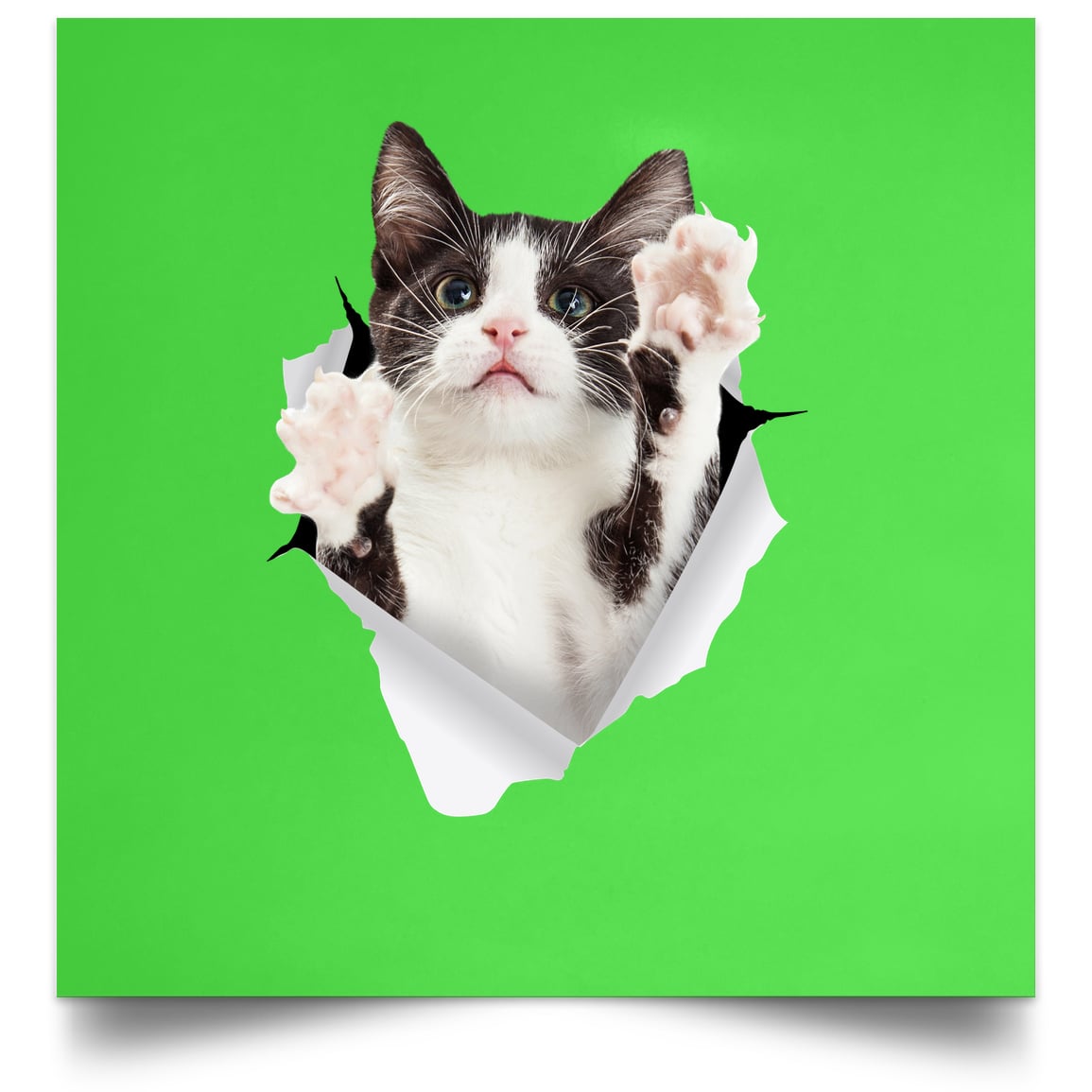 Black & White Cat Reaching - Kelly POSSQE Satin Square Poster