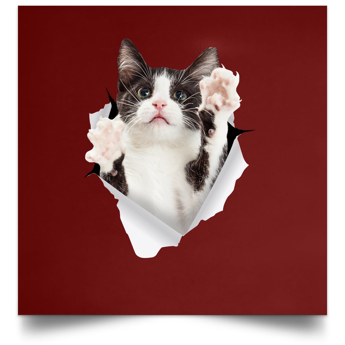 Black & White Cat Reaching - Maroon POSSQE Satin Square Poster