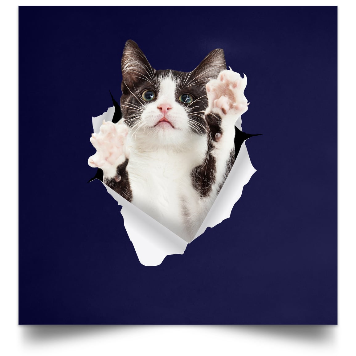 Black & White Cat Reaching - Navy POSSQE Satin Square Poster