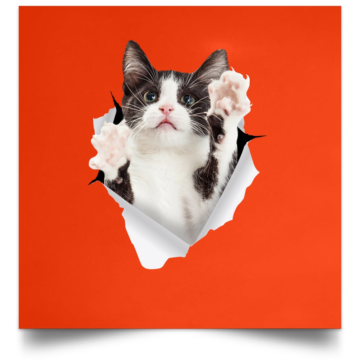 Black & White Cat Reaching - Orange POSSQE Satin Square Poster
