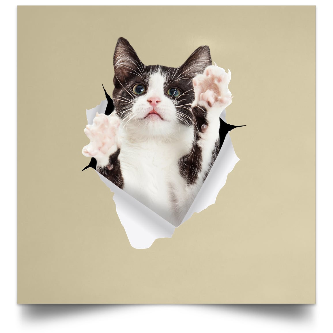 Black & White Cat Reaching - Tan POSSQE Satin Square Poster