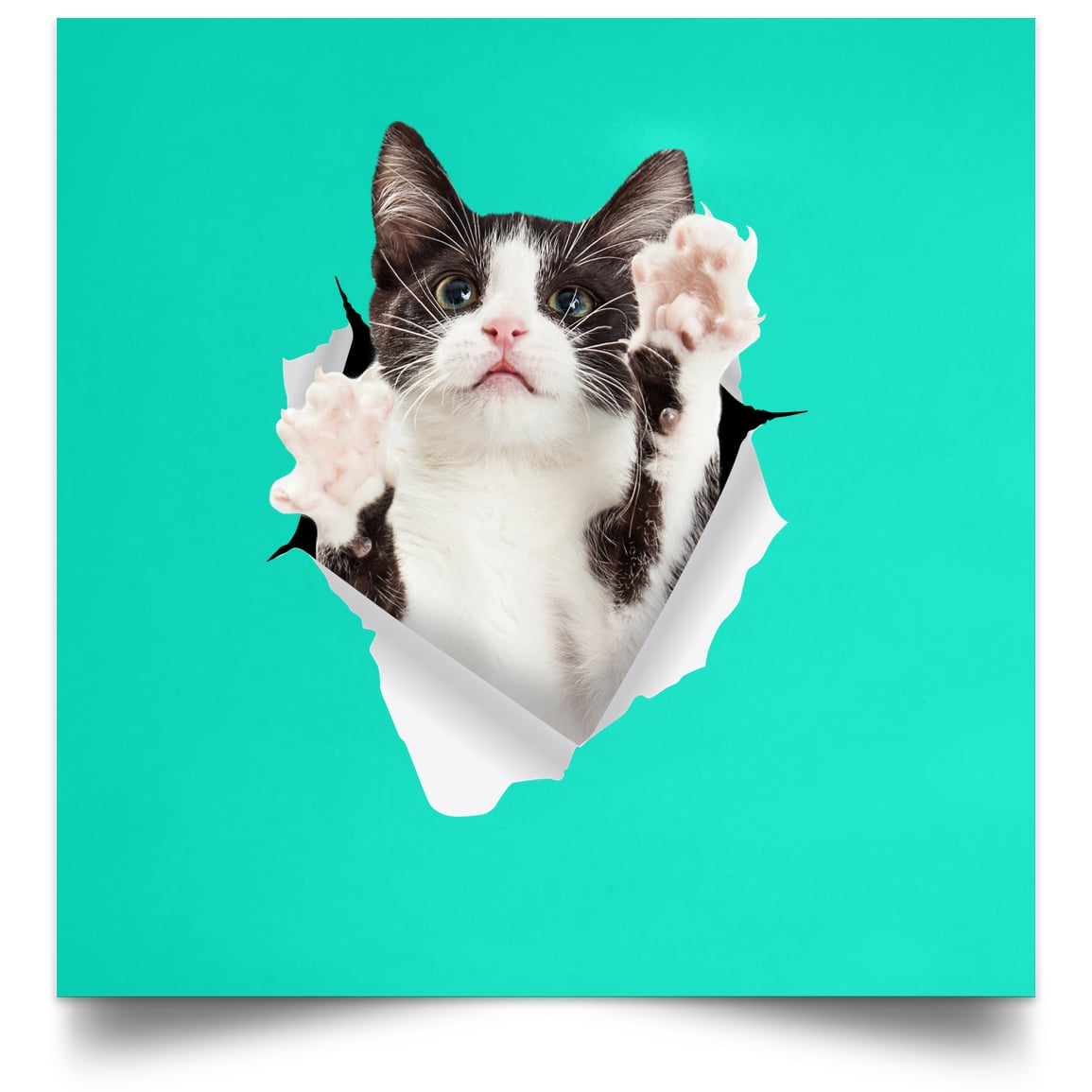 Black & White Cat Reaching - Teal POSSQE Satin Square Poster