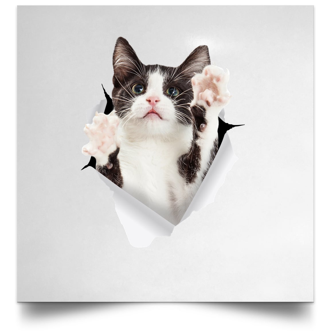 Black & White Cat Reaching - White POSSQE Satin Square Poster