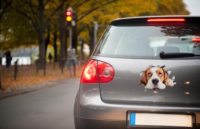 Hopeful Beagle Decals