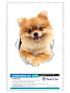 Cute Pomeranian Decals