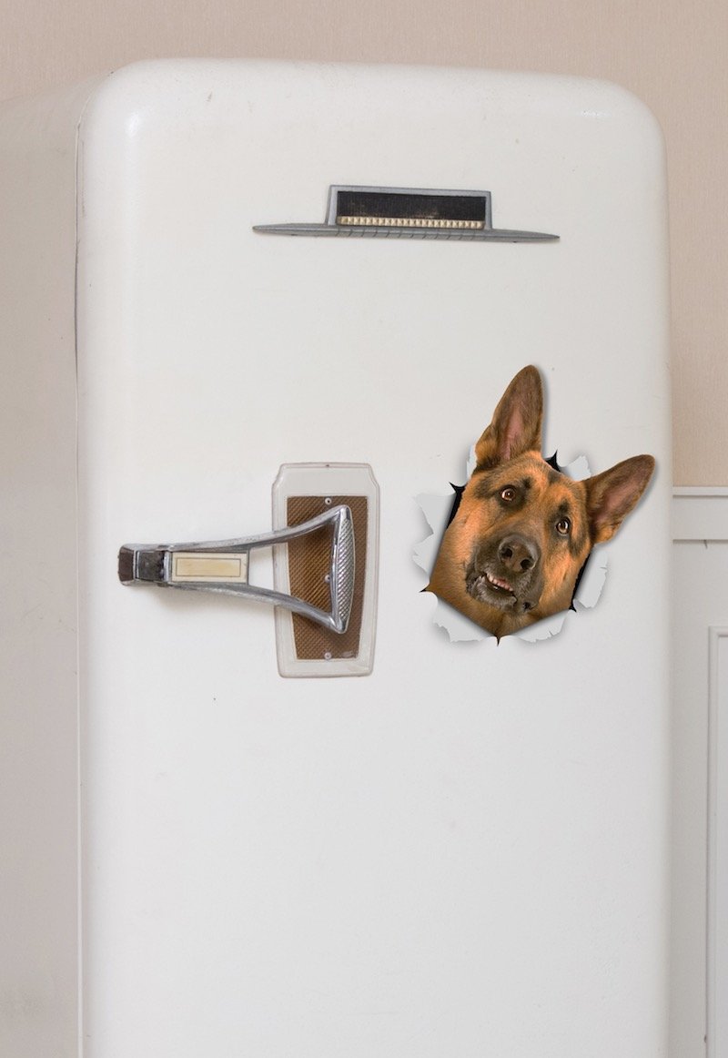 Curious German Shepherd Decals