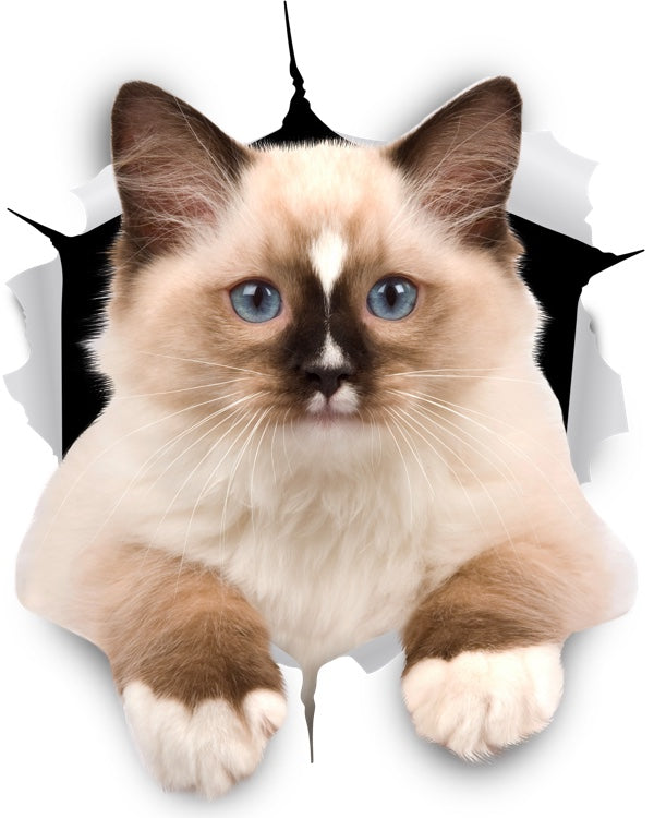 Brown Ragdoll Cat Decals