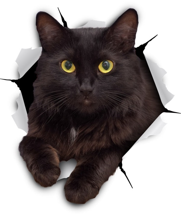 Resting Black Cat Decals