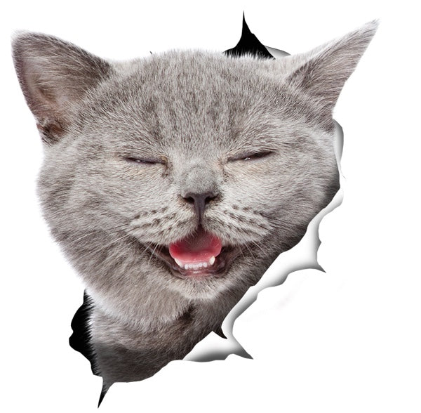 Laughing Grey Cat Decals