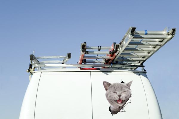 Laughing Grey Cat Decals