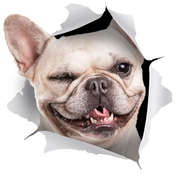 Winking French Bulldog Decals